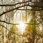 photo-1616846669804-ff6ab9c7bdee